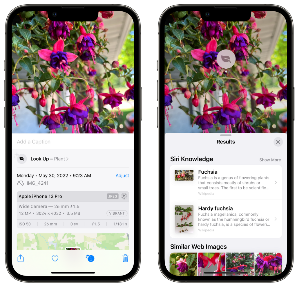 平和苹果手机维修分享小技巧：使用 iPhone 相机识别花卉植物 
